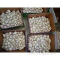 Loose Packing Fresh New Garlic